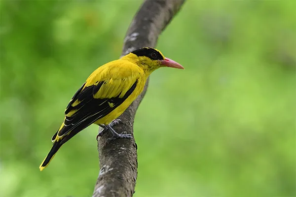 Black-naped Oriole