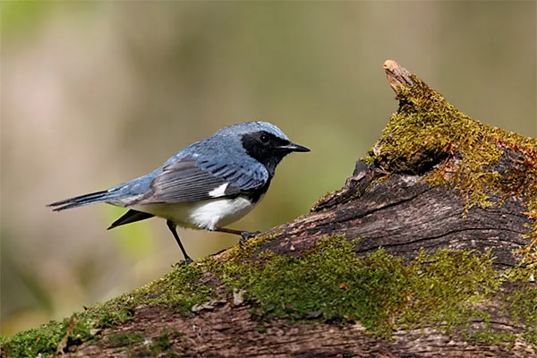 Black-throated Blue Warbler