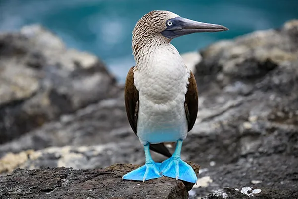 Blue-footed Booby