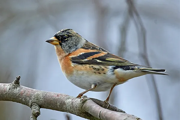 Brambling