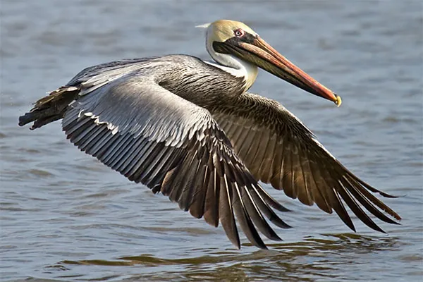Brown Pelican