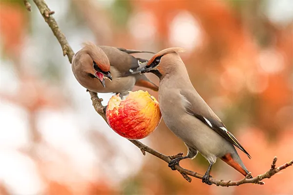 Bohemian Waxwing