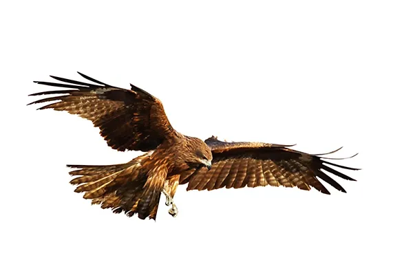 Black Kite