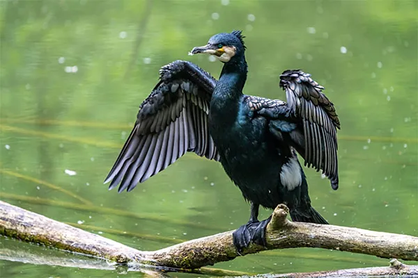 Cormorant