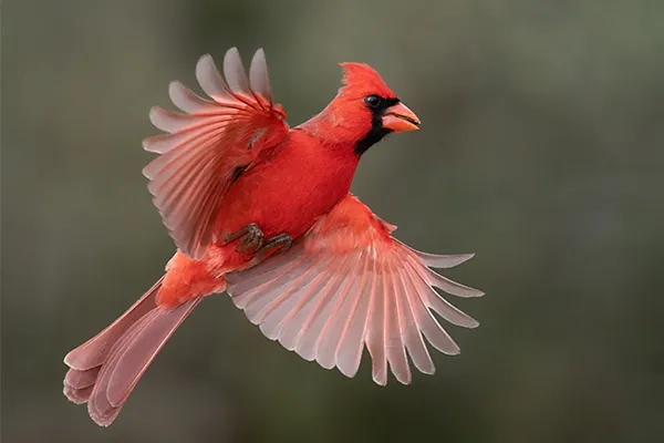 Cardinal