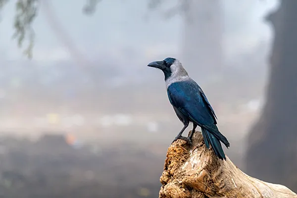 Crow