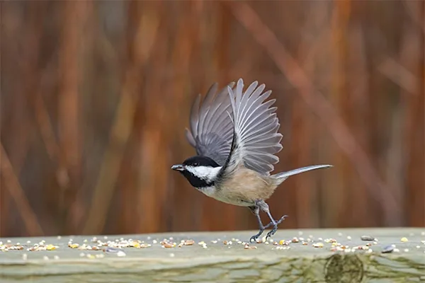 Chickadee