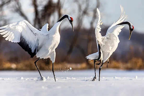 Crane