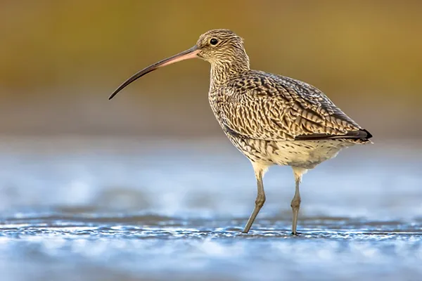 Curlew