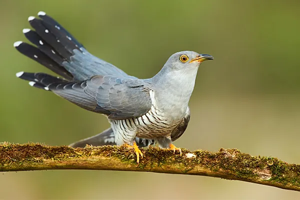 Cuckoo