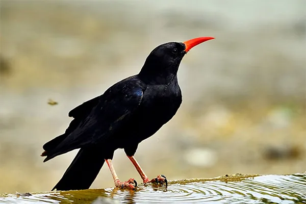 Chough