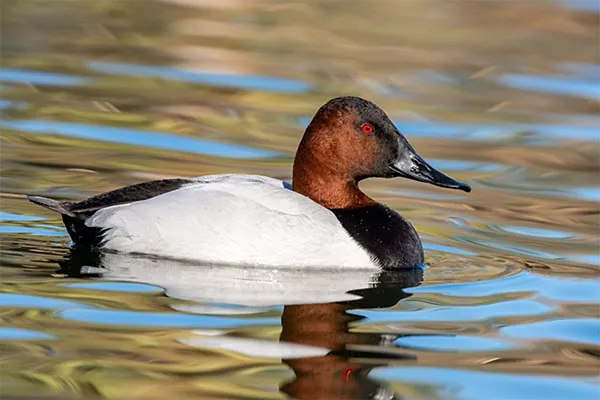 Canvasback