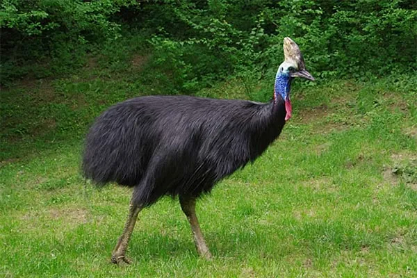 Cassowary