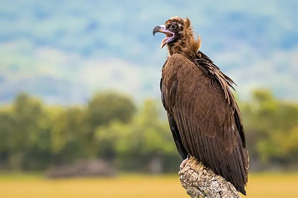Cinereous Vulture