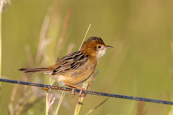 Cisticola