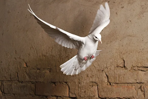 Dove