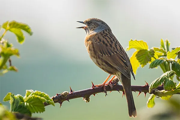 Dunnock