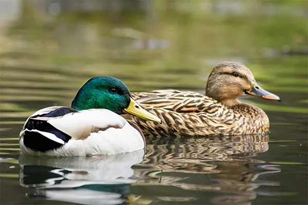 Duck