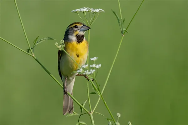 Dickcissel