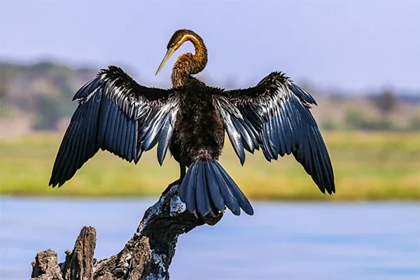 Darter
