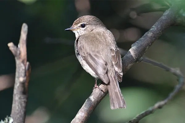 Dusky Flycatcher