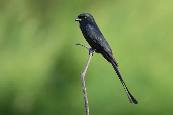 Drongo