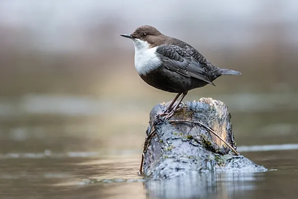 Dipper