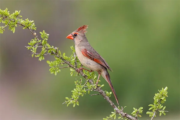 Desert Cardinal
