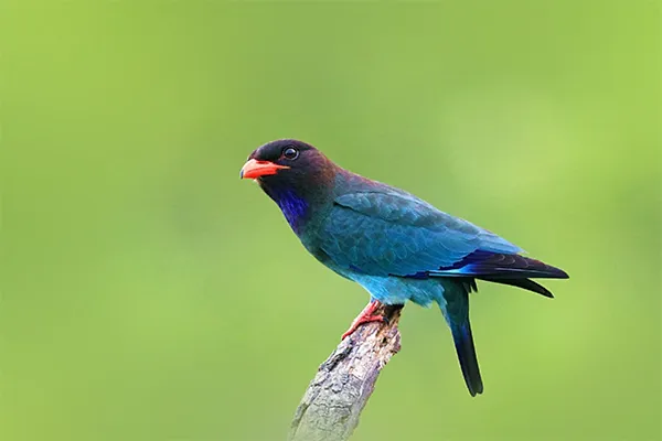 Dollarbird