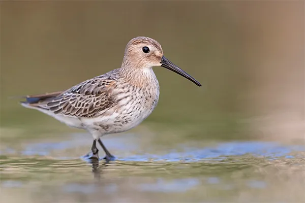 Dunlin