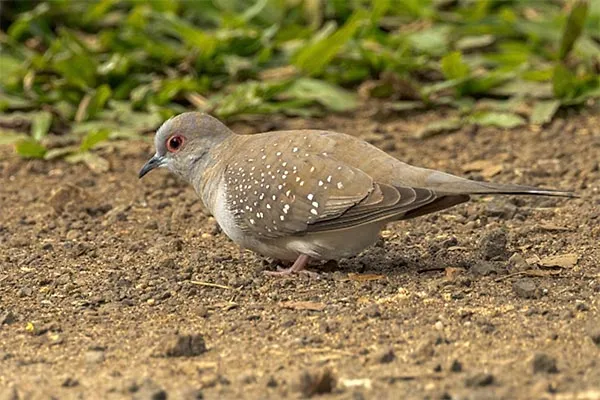 Diamond Dove