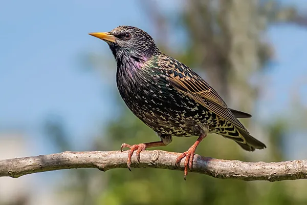 Divine Starling