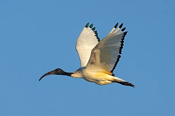 Ibis