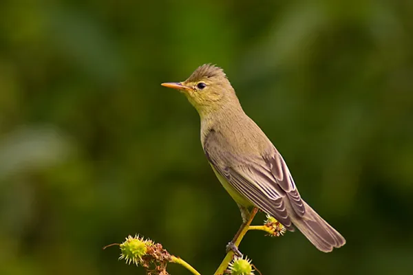 Icterine Warbler