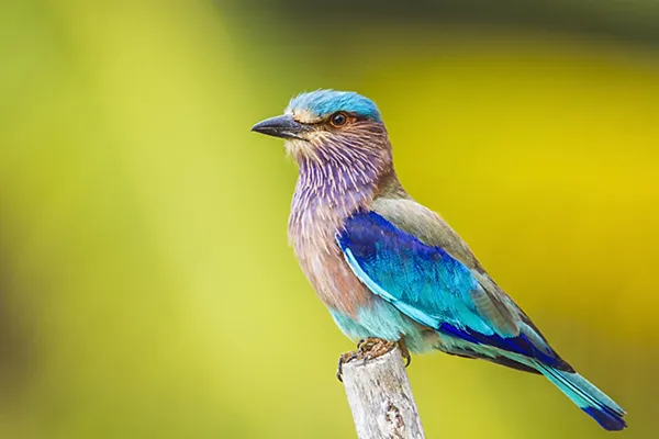 Indian Roller