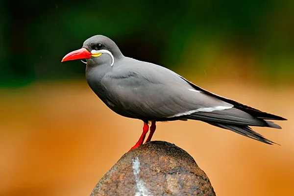 Inca Tern