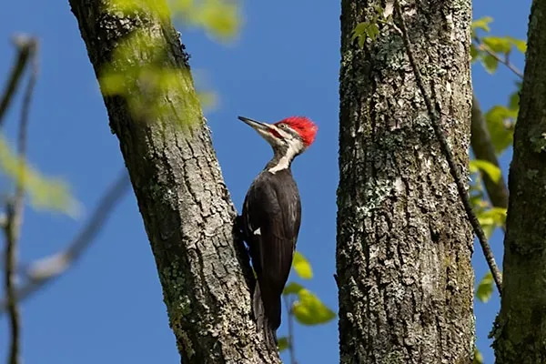 Ivory-billed Woodpecker