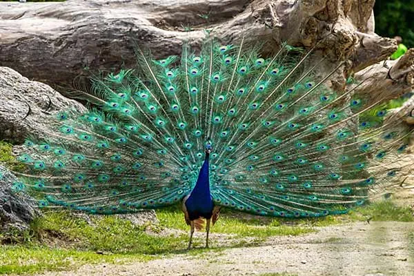 Indian Peafowl