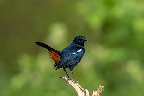 Indian Robin