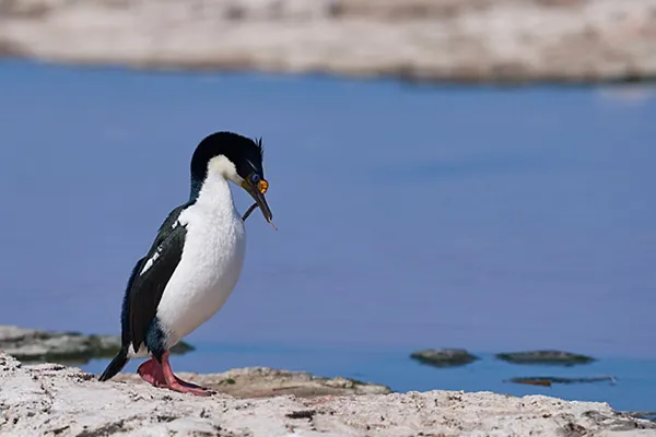 Imperial Shag