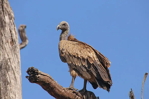 Indian Vulture