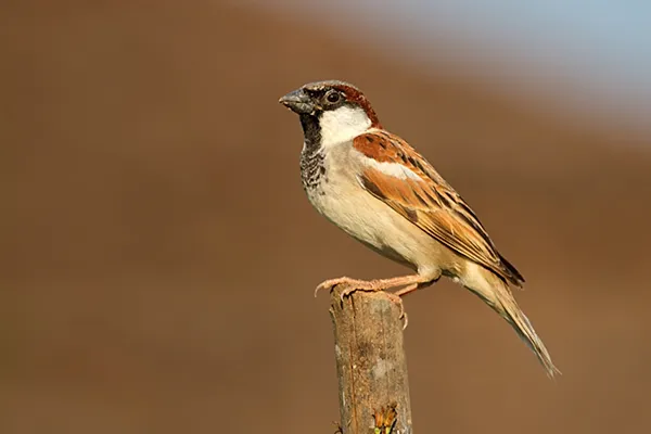 Indian Sparrow