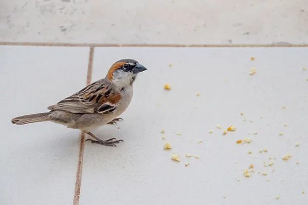 Iago Sparrow