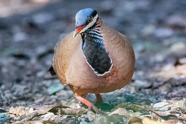 Indigo-crowned Quail-Dove