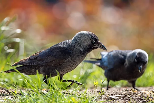 Jackdaw