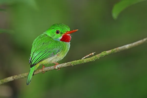 Jamaican Tody