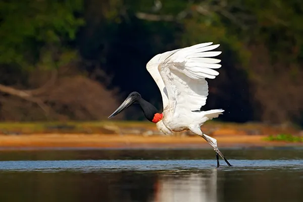 Jabiru