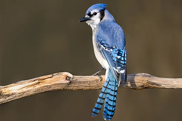 Jay