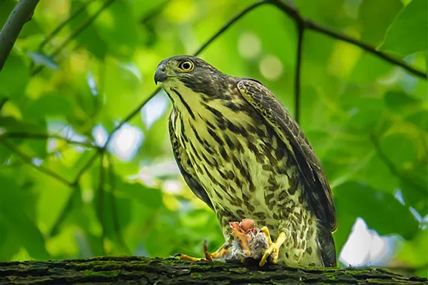 Japanese Sparrowhawk
