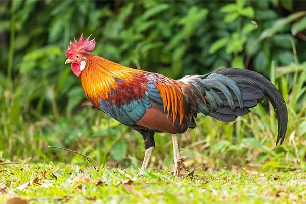 Junglefowl